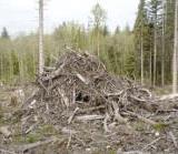 Forestry slash